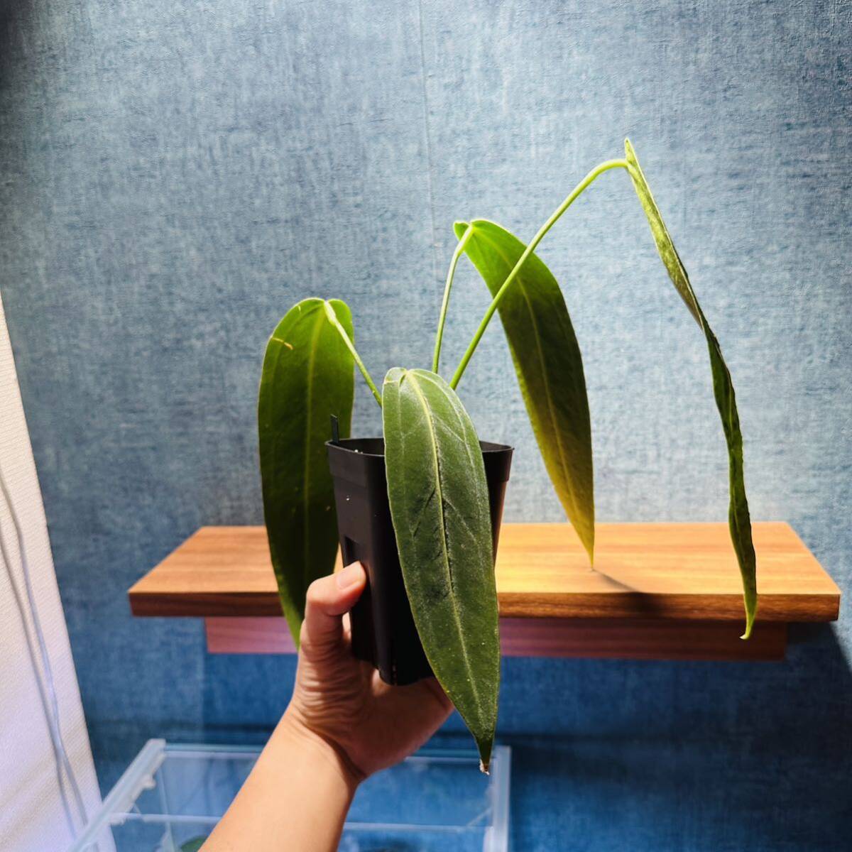 Anthurium warocqueanum dark narrow 選抜株 アンスリウム Anthurium warocqueanum dark narrow 選抜株 アンスリウム