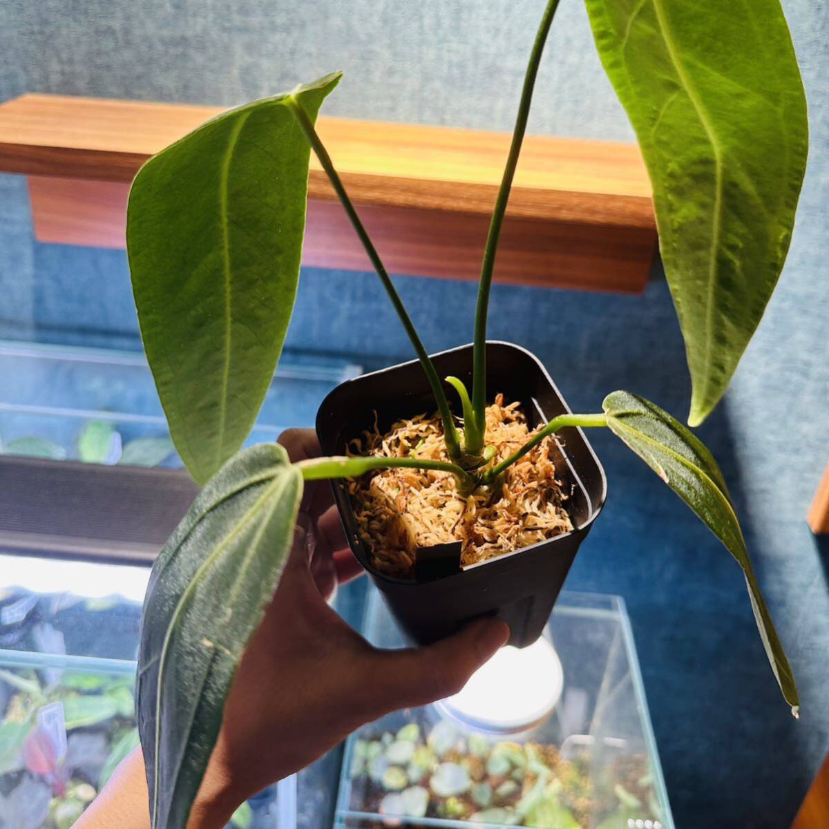 アンスリウム ワロクワナム ダークナローフォーム(Anthurium