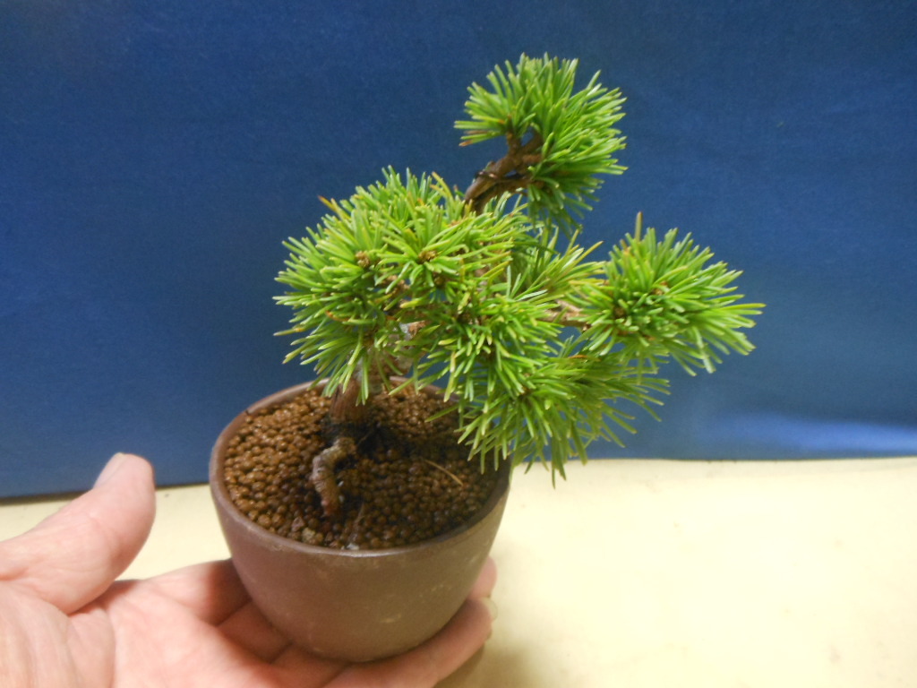 豆助ミニ盆栽 那須五葉 白笹 五葉松(松)|売買された 豆助ミニ盆栽 那須五葉 白笹 五葉松(松)|売買された