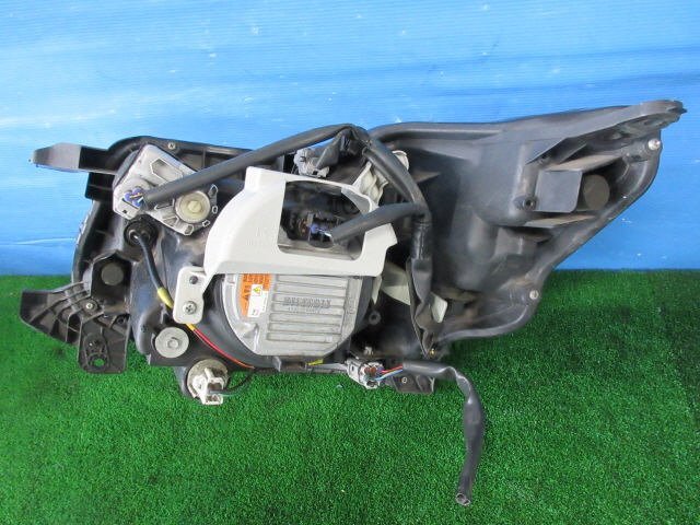 こよい様オーダー専用 ととファーム]K6 ババオウゴンオニクワガタ 成虫ペア ♂73mm