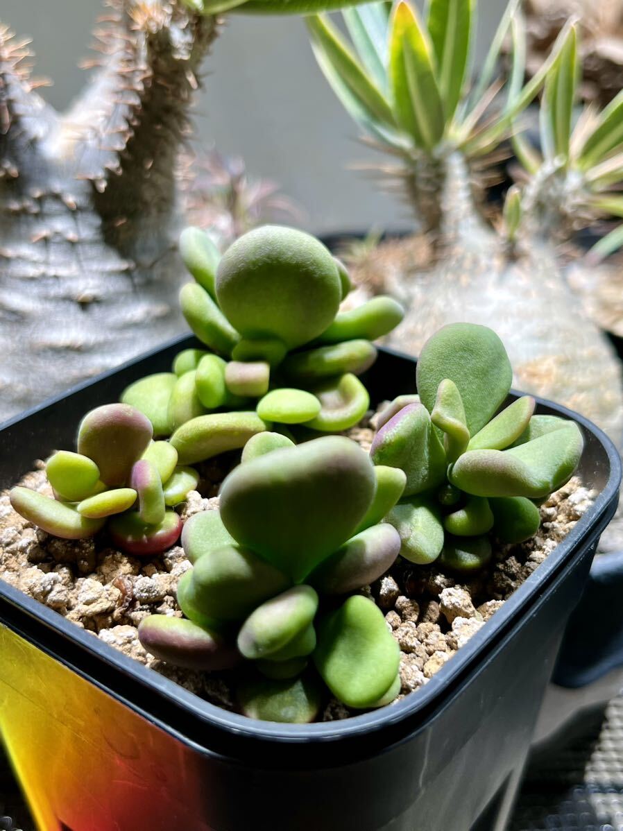 大株良型 Ceraria pygmaea-ケラリア・ピグマエア4｜サボテン