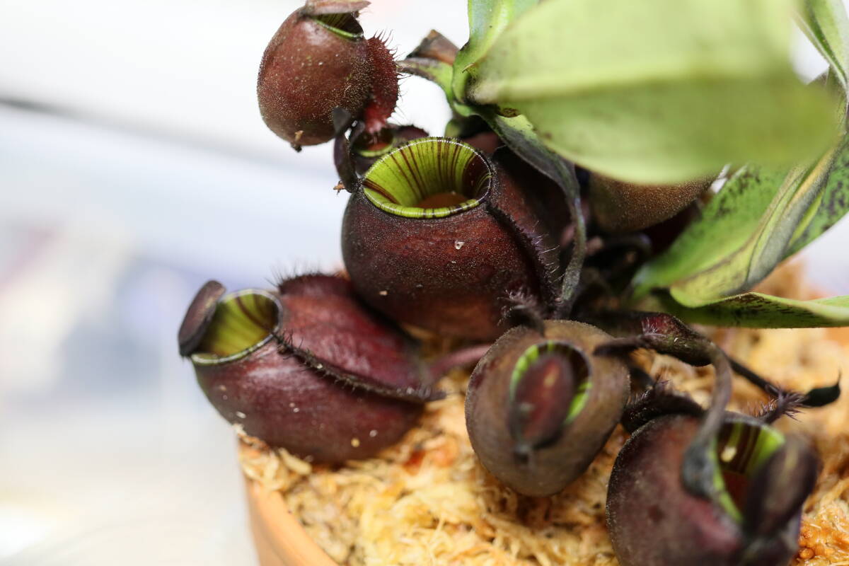 ◆N.　ampullaria"black mircle"　ES　　ウツボカズラ　Nepenthes属　食虫植物　 