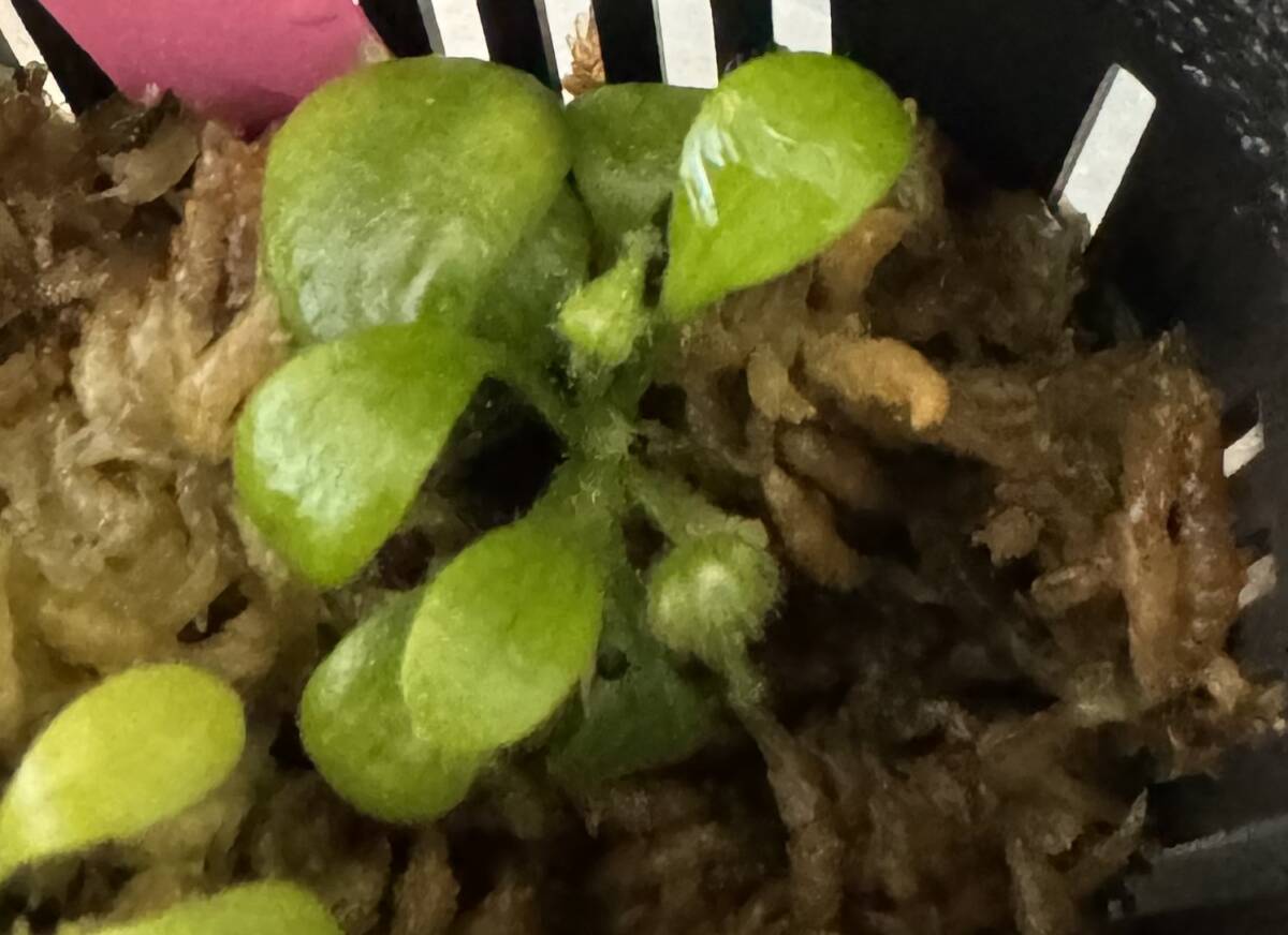 ◆'Hummers Giant'　CZP セファロタス 食虫植物　Cephalotus follicularis