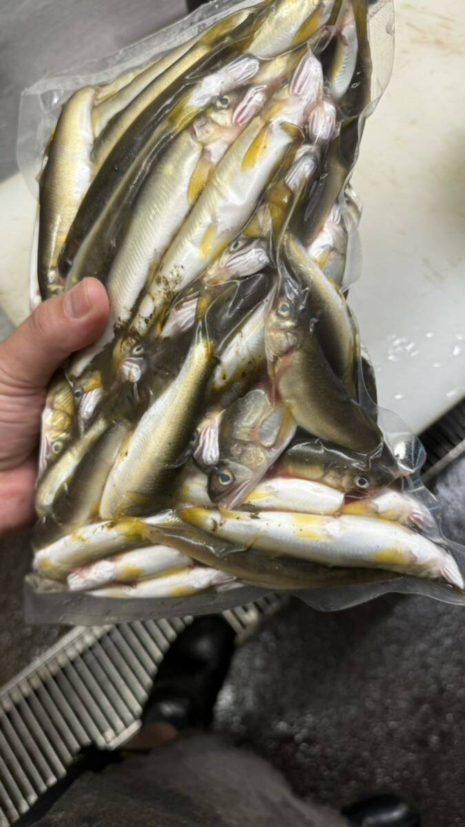 鮎　1キロ！　格安　13センチ以下　唐揚げ　ペットの餌にも　鮮度がいいのでなんでもできます。