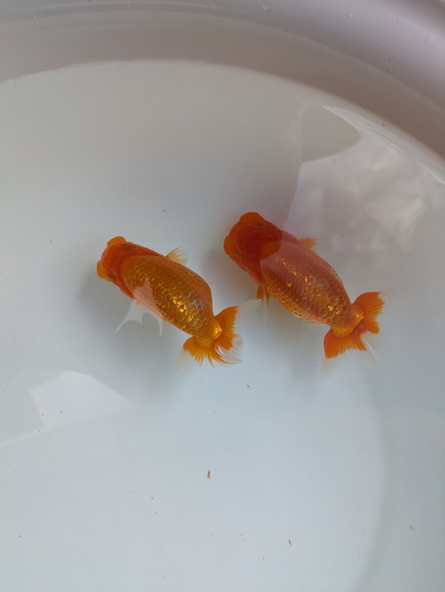 小澤らんちゅう　種用当歳魚Ａ　2匹