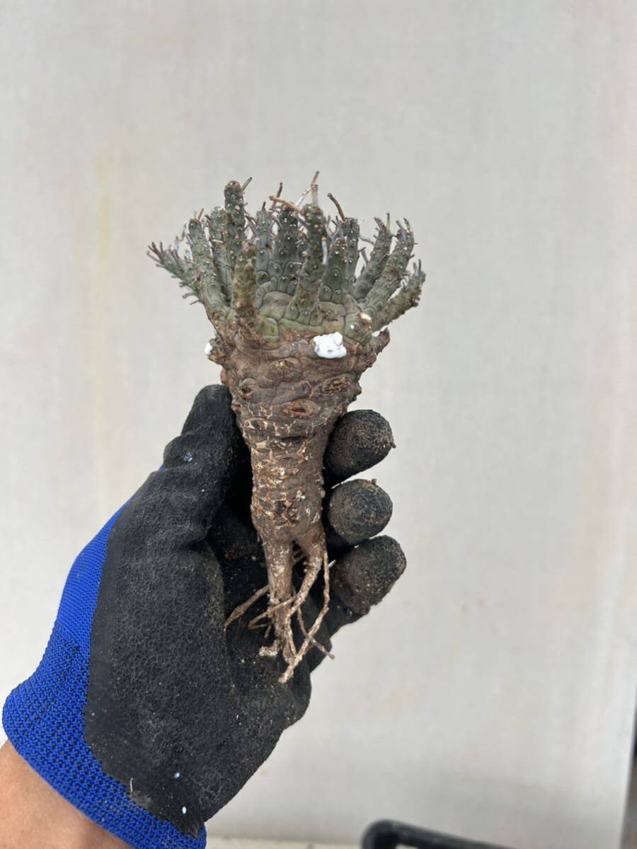 【新着抜き苗】ユーフォルビア　デセプタ③