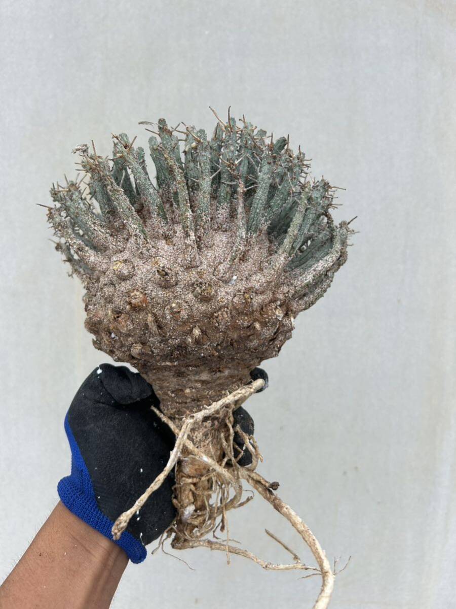 【新着抜き苗】ユーフォルビア　フスカ④