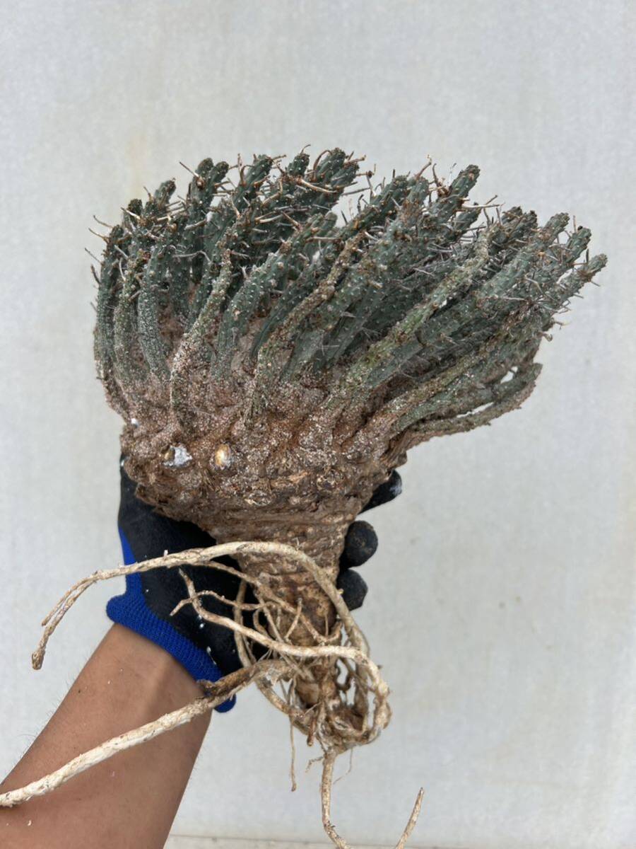 【新着抜き苗】ユーフォルビア　フスカ④