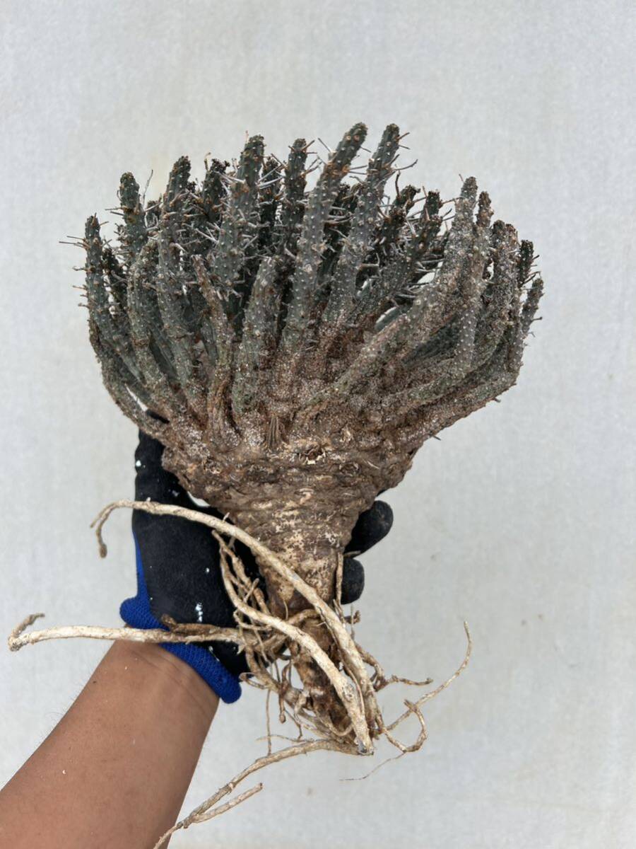 【新着抜き苗】ユーフォルビア　フスカ④