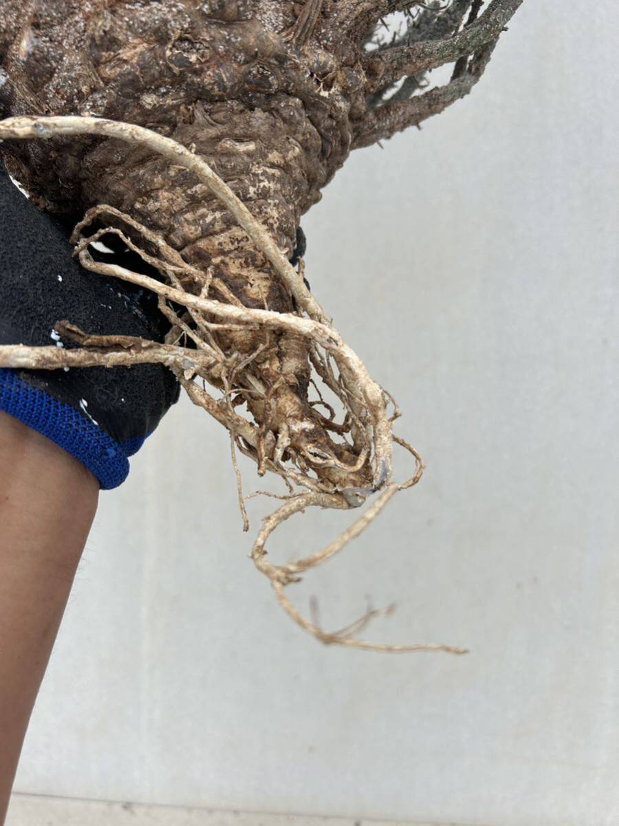 【新着抜き苗】ユーフォルビア　フスカ④