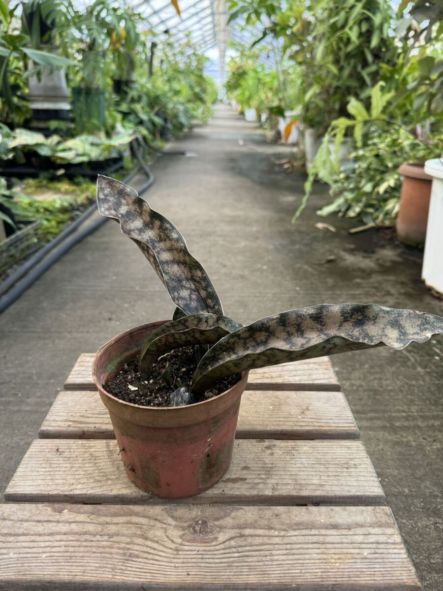 サンスベリア キルキー プルクラ コパトーン Sansevieria Kirkii サンスベリア キルキー プルクラ コパトーン Sansevieria Kirkii
