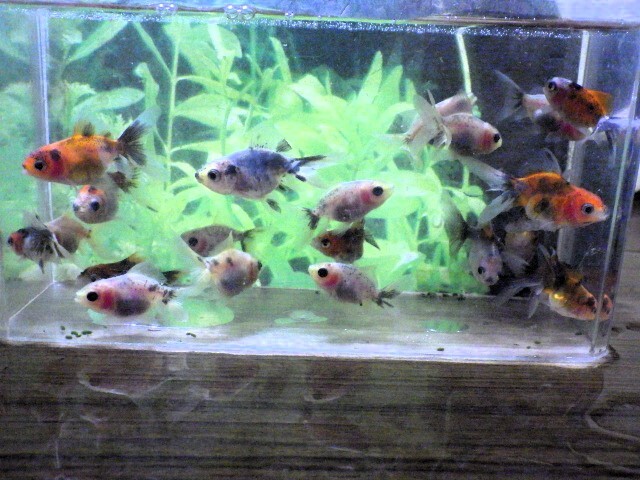 東錦(ニハシアズマ)の稚魚 3～4ｃｍ 5匹セット(浜松 二橋養魚場から直送) 24-03-05-5