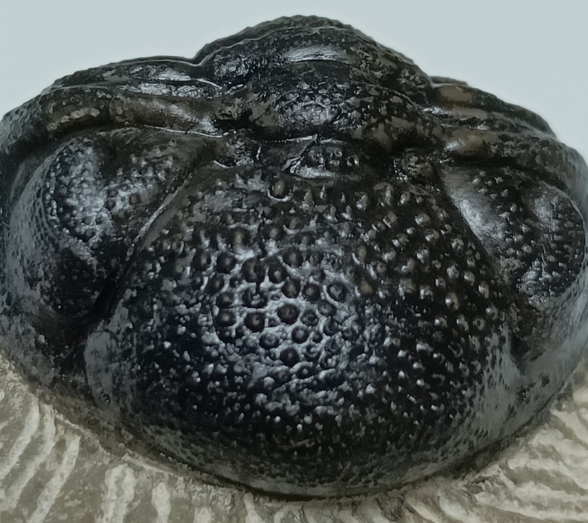  окаменелость Mitsuha насекомое moroko производство (PH-2-4)Phacops Rana(sp)fa стакан slana склад n.umi лилия /hitote динозавр зуб . старый плата рыба Anne mo Night и т.п. нравится . person .