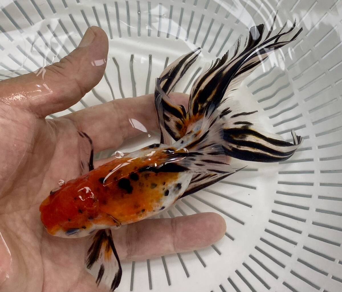8（弥富有名養魚場産 東錦) (3歳17cm雌)25((沖縄及び離れ島発送不可です。)