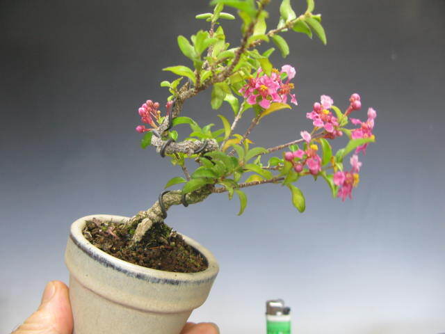 Yahoo!オークション - ミニ盆栽台湾姫アセロラ