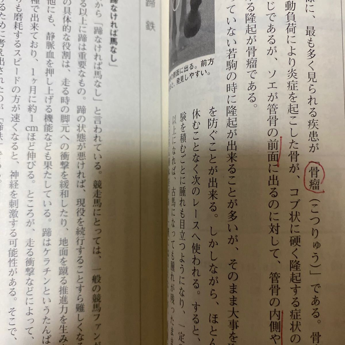 [ скачки ]( столица большой тип )padok введение |. гарантия мир .