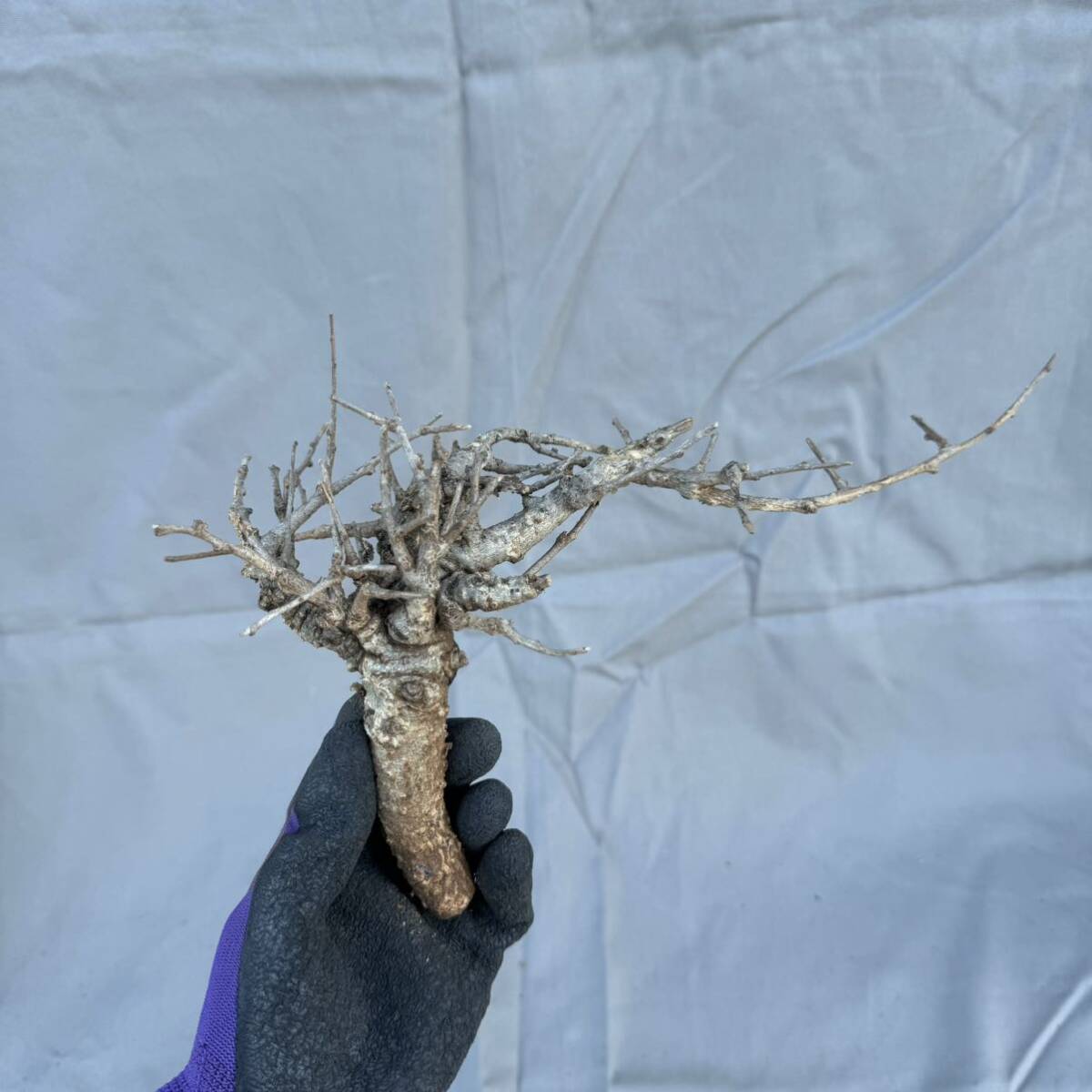 20 Boswellia neglecta / ボスウェリア ネグレクタ 検索