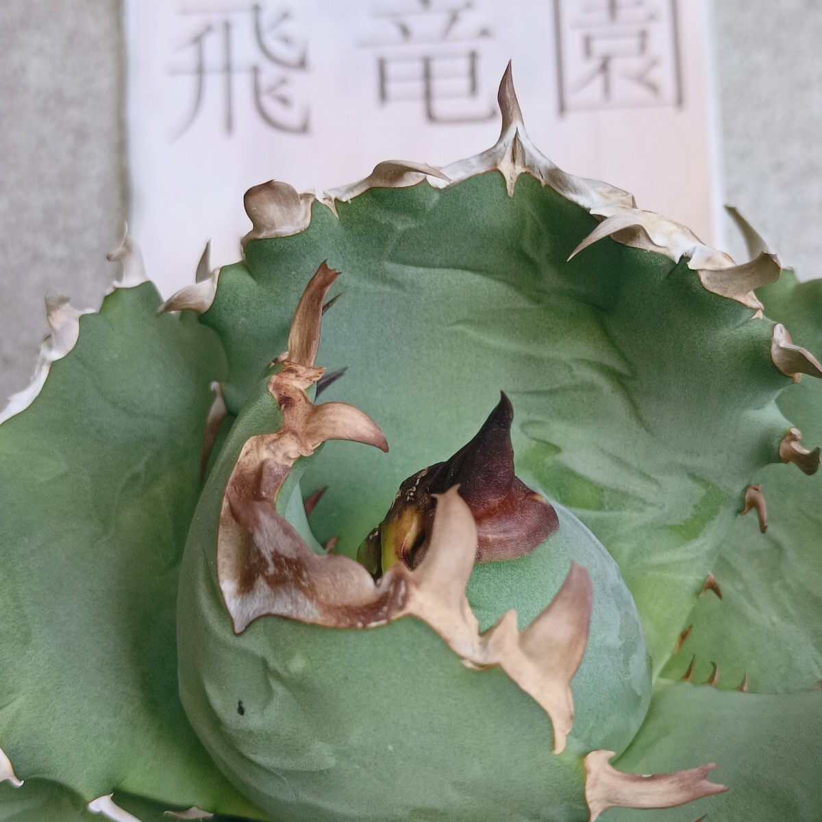 飛竜園 NO:083 特選 アガベ チタノタ 翼竜 極上 子株 優良血統 飛竜園 NO:083 特選 アガベ チタノタ 翼竜 極上 子株 優良血統