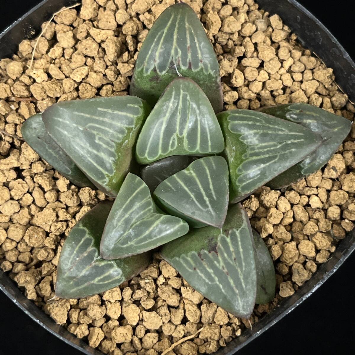 PW ハオルチア“H.chromutica Kransriviermond×ペインテッド