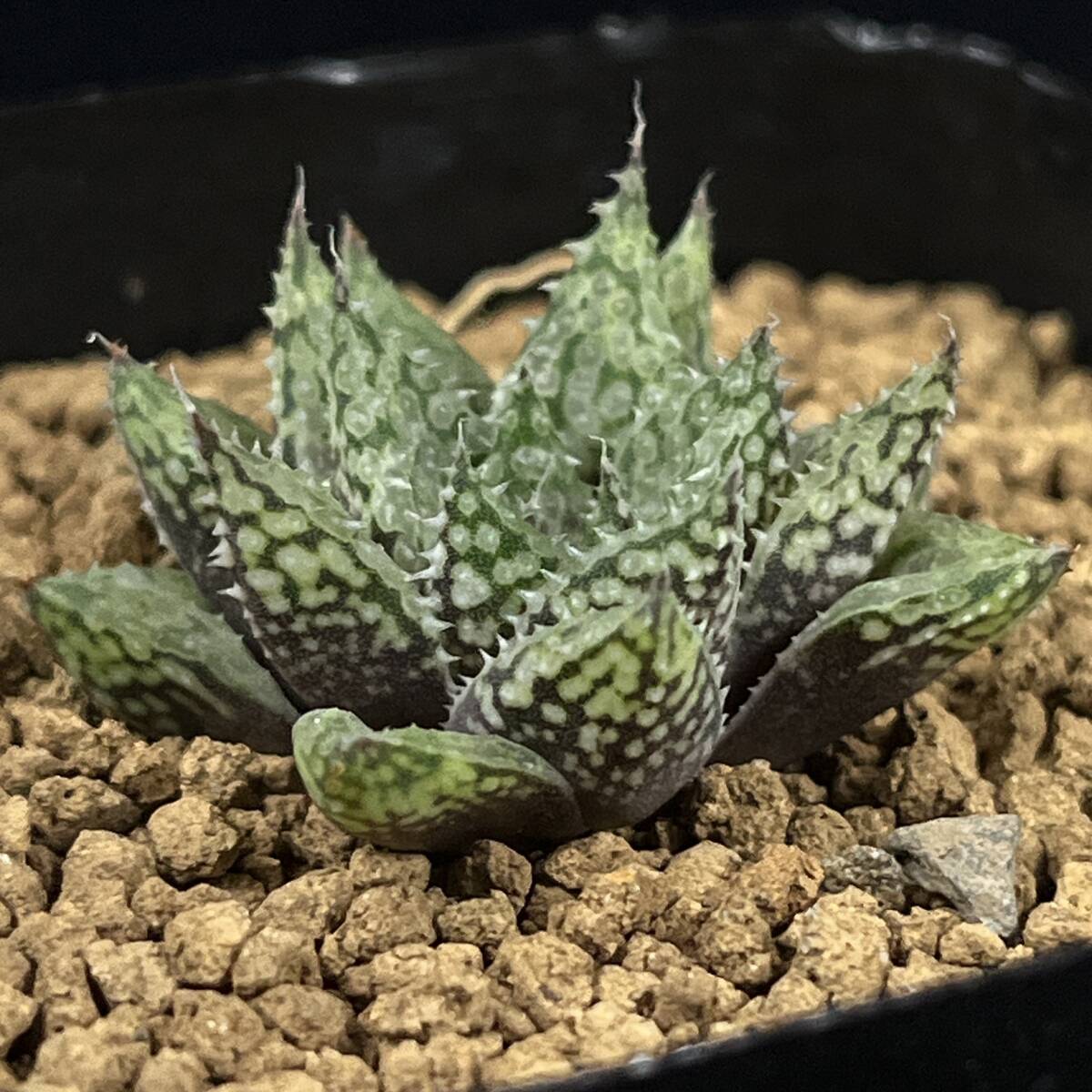 《PW》ハオルチア“ルプラ「ニシフォーム」，H.lupura 'Nishi form'”多肉植物