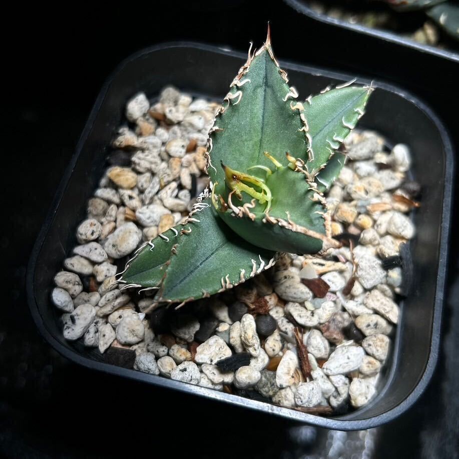 【 oteroi seedling #177 】実生苗 / アガベ オテロイ実生 