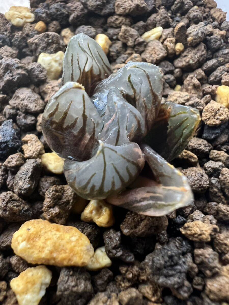 多肉植物 ハオルチア 竜爪オブツーサ錦 極上斑｜観葉植物