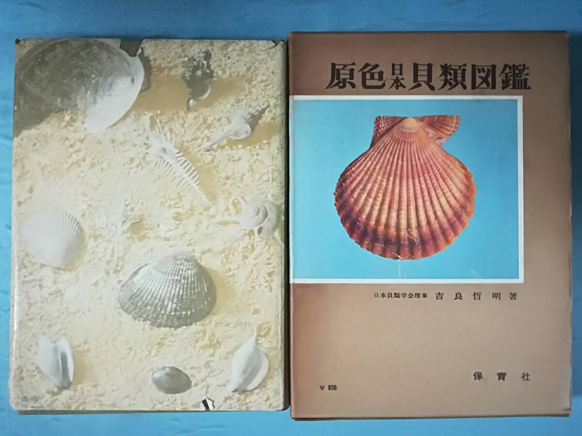 原色日本貝類図鑑 吉良哲明/著 保育社 昭和29年(生物学)|売買 原色日本貝類図鑑 吉良哲明/著 保育社 昭和29年(生物学)|売買