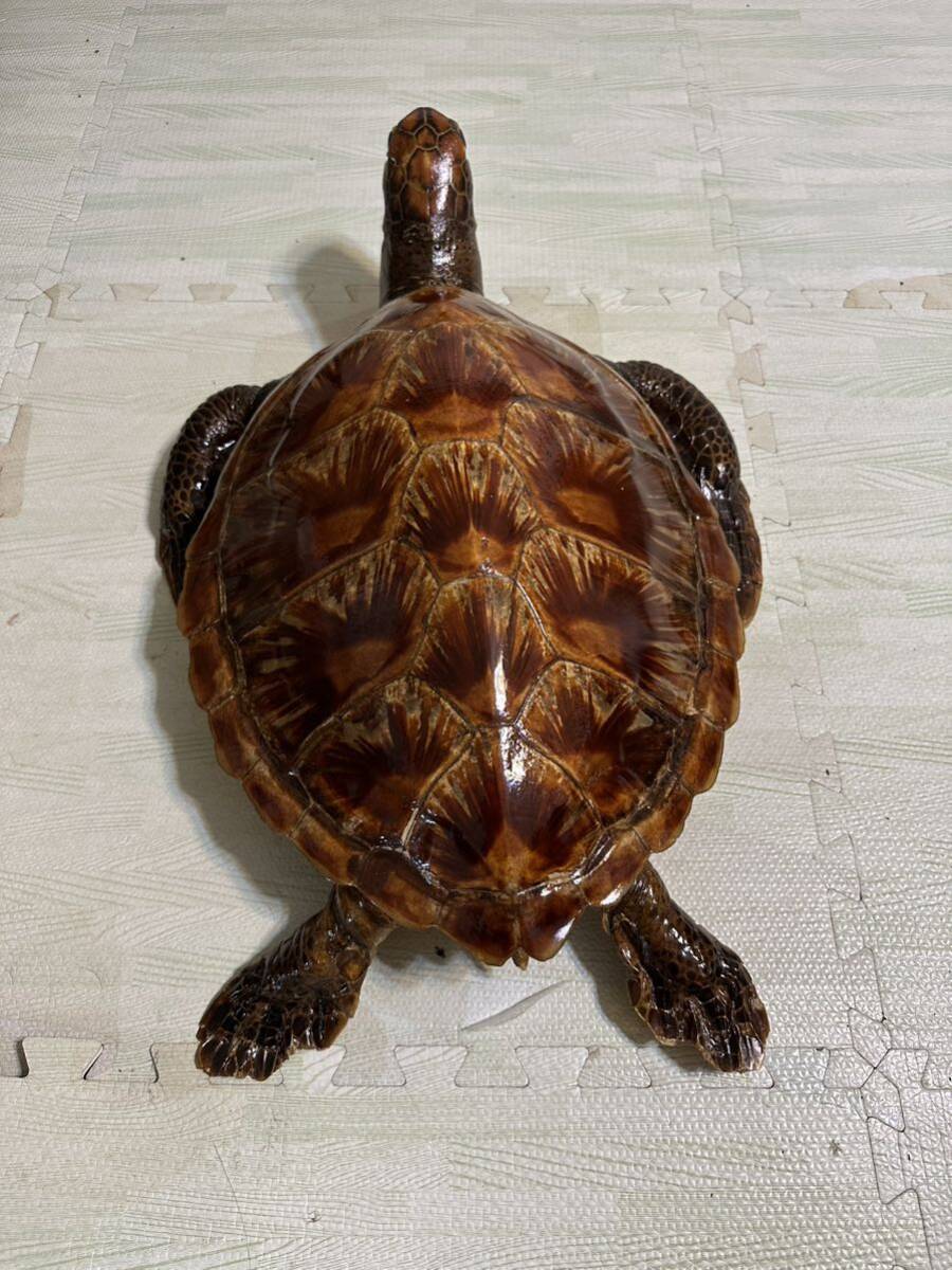 タイマイ剥製 べっ甲 鼈甲 ベッコウ 海ガメ 海亀 剥製 希少品 6 タイマイ剥製 べっ甲 鼈甲 ベッコウ 海ガメ 海亀 剥製 希少品 6