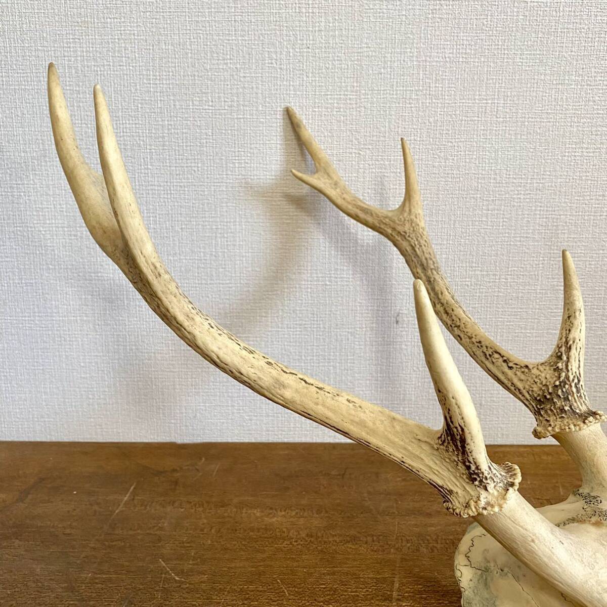 鹿の角 頭蓋骨付き ハンティングトロフィー 自己制作盤 |科学、自然 鹿の角 頭蓋骨付き ハンティングトロフィー 自己制作盤 |科学、自然