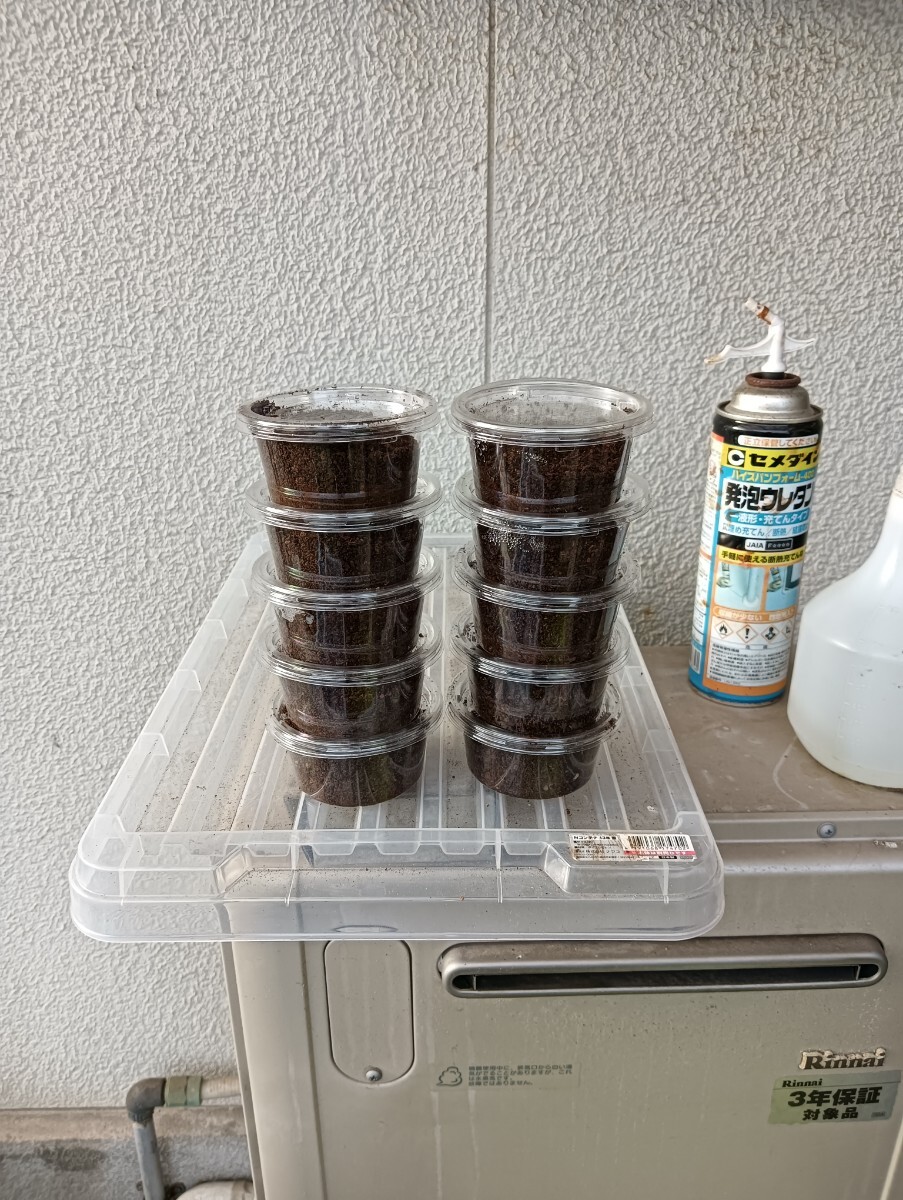 ヘラクレスヘラクレス幼虫10頭の出品ですF。