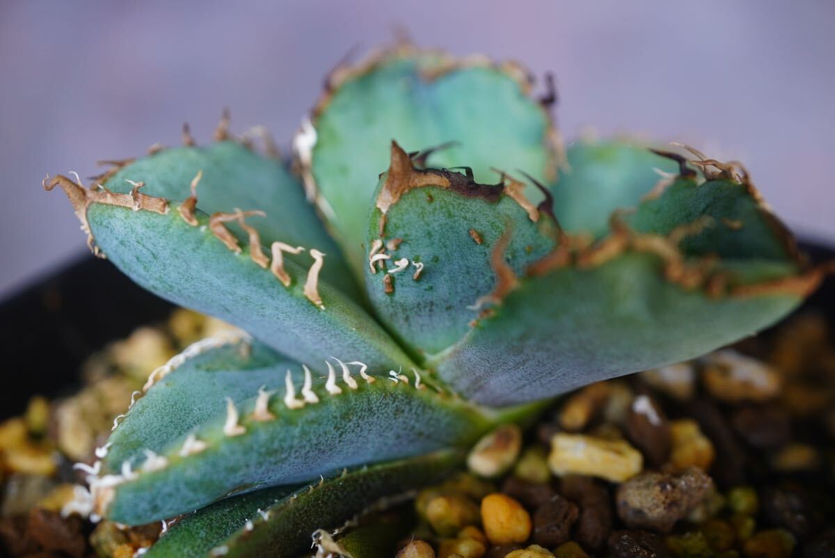 多肉植物 アガベ チタノタ 冰雹 小株 4株同梱 発根済 Yahoo