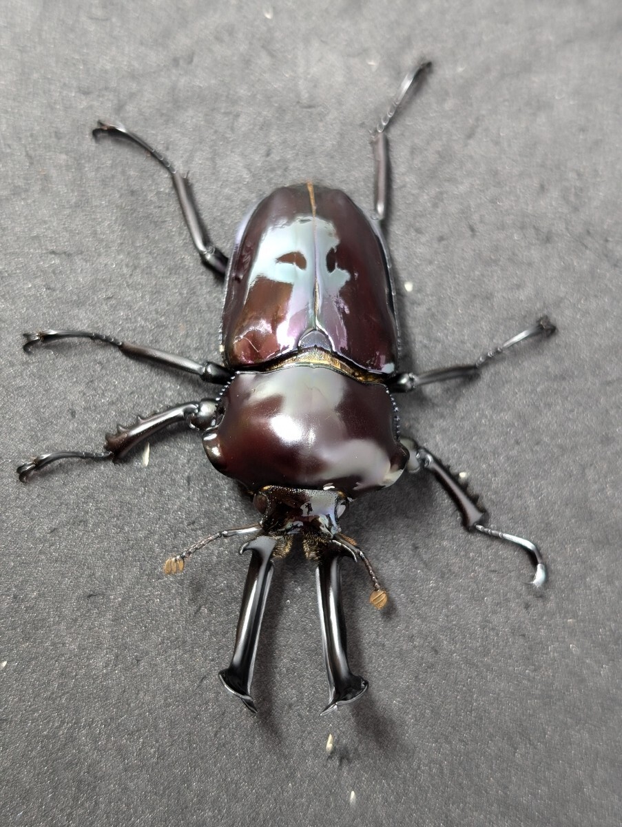 ニジイロクワガタ 紫紺♂グリーン系♂♀♀ 即ブリ ②