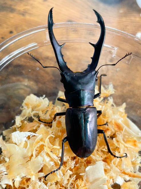 メタリフェルホソアカクワガタ 61、59ミリオス2匹とメスのペア　ブルー、パープル系　※後食済み　　管理番号Ⅲ