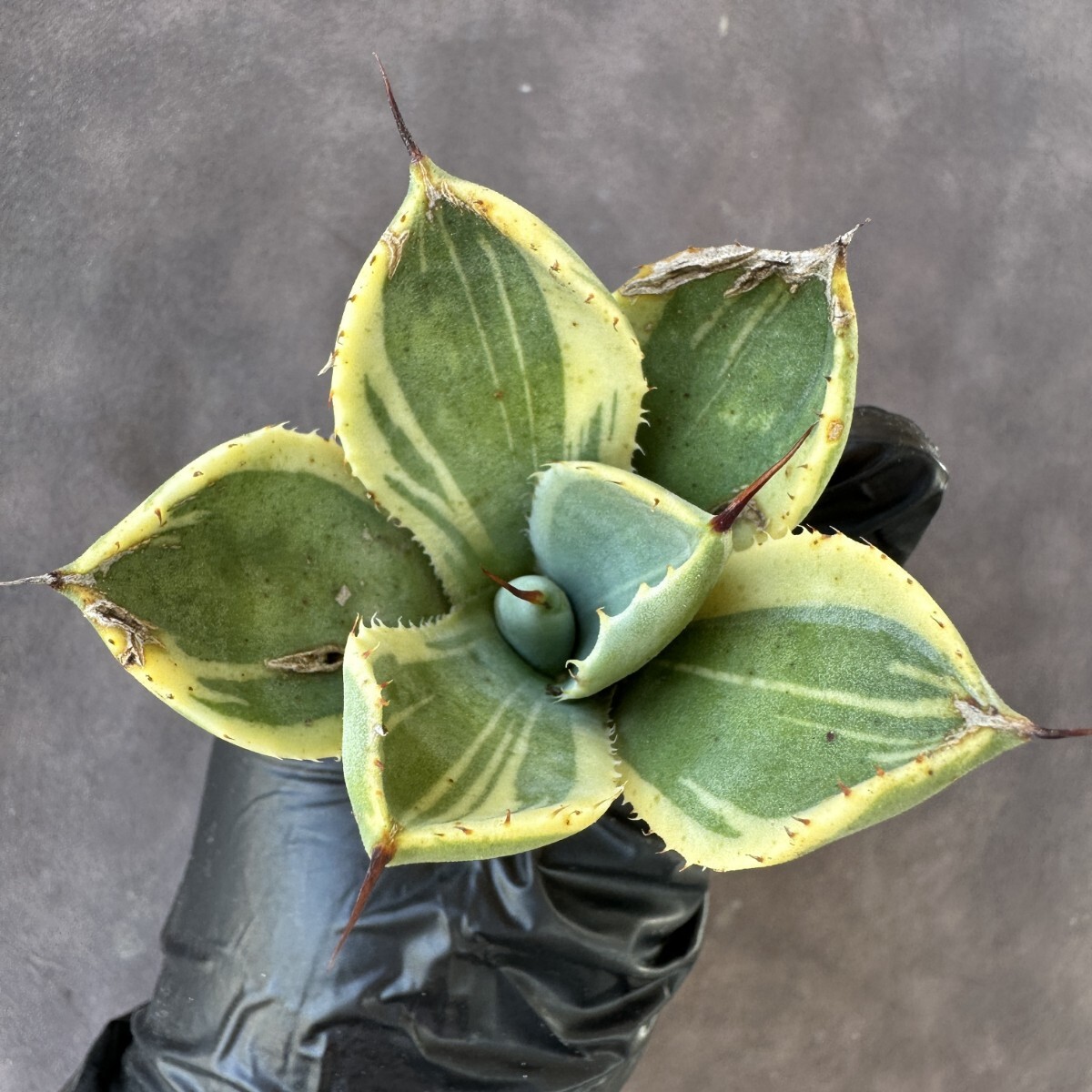 アガベ パリー トランカータ ライムストリーク|観葉植物 アガベ パリー トランカータ ライムストリーク|観葉植物