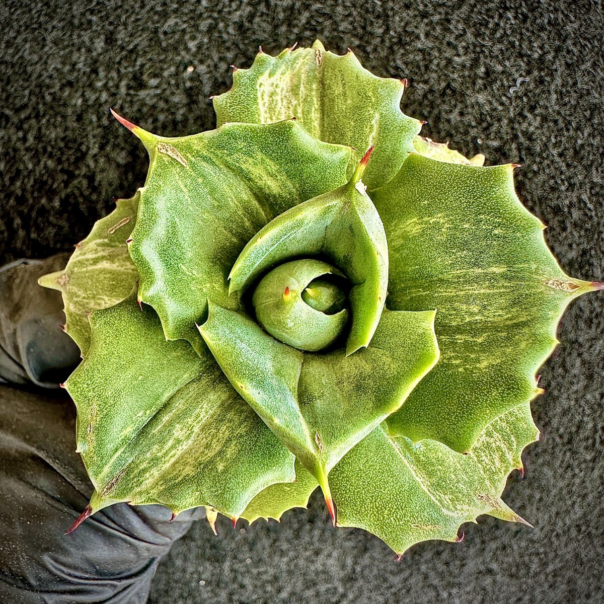 【Lj_plants】Q148多肉植物 アガベ 王妃雷神 白稿斑 厚い葉 鮮明錦 極上美株