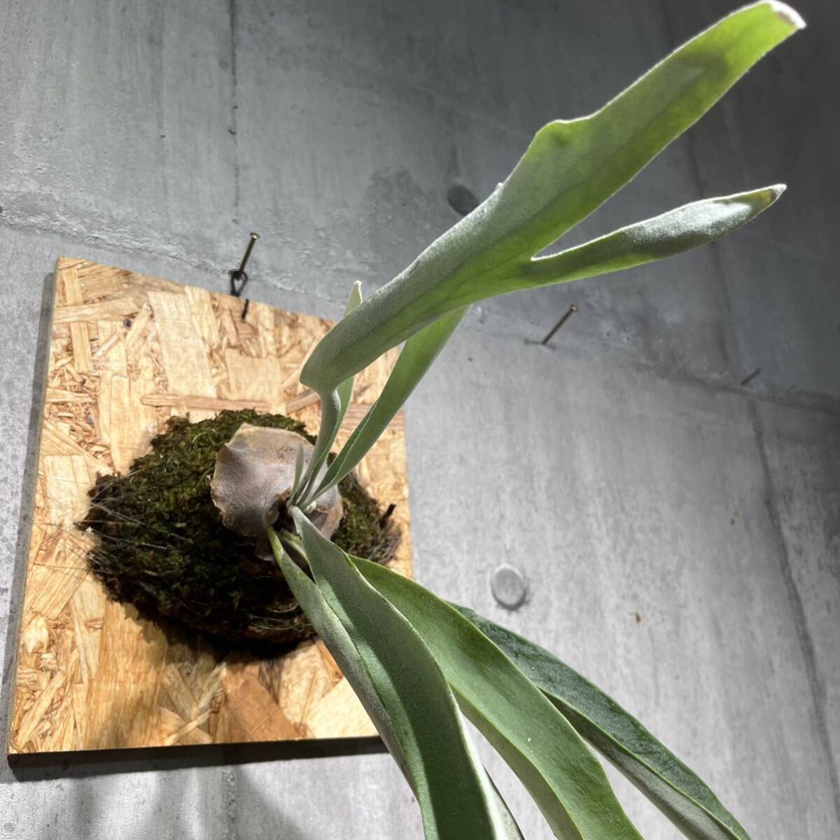 10/6-13 P.Veitchii/ ベイチー　ビカクシダ《eba plants》　