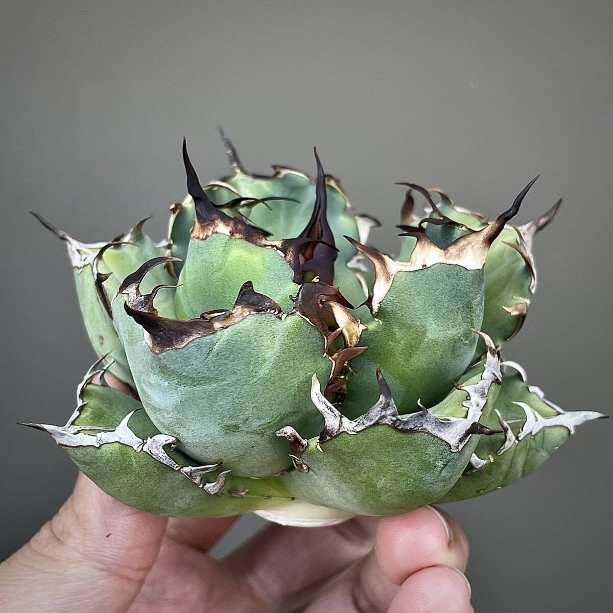 子株のみ アガベ 黒鯨 チタノタ オテロイ多肉植物(アガベ)|売買 子株のみ アガベ 黒鯨 チタノタ オテロイ多肉植物(アガベ)|売買