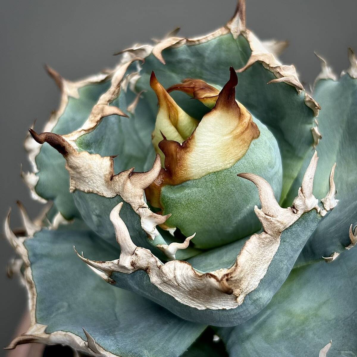 清櫻子株① アガベ チタノタ 清桜 セオ