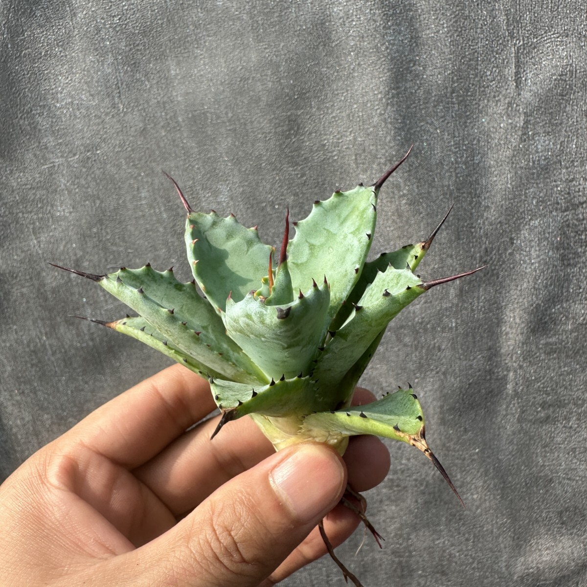 X67 多肉植物 アガベ 強曲棘八荒雷神 超陽炎 強棘 極上子株 X67 多肉植物 アガベ 強曲棘八荒雷神 超陽炎 強棘 極上子株