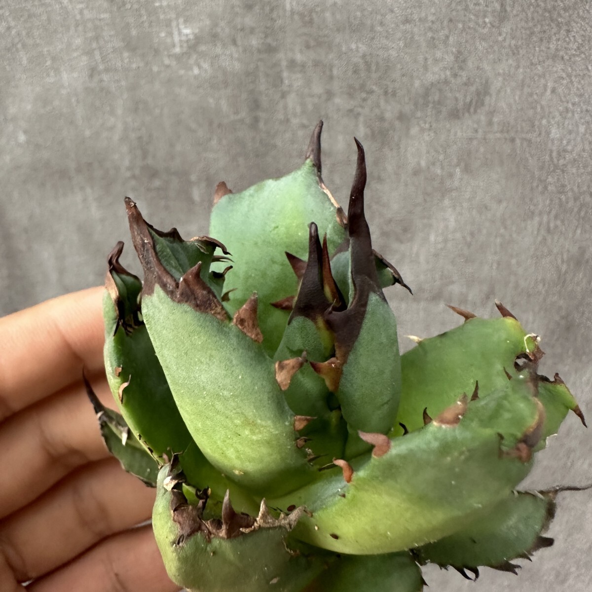 Q8 アガベ チタノタ 翼竜 プテラノドン 子株 agave titanota pteranodon 検（悪魔くん　白犀牛　清桜　冰雹　麻花龍 皇冠 流星 ） 
