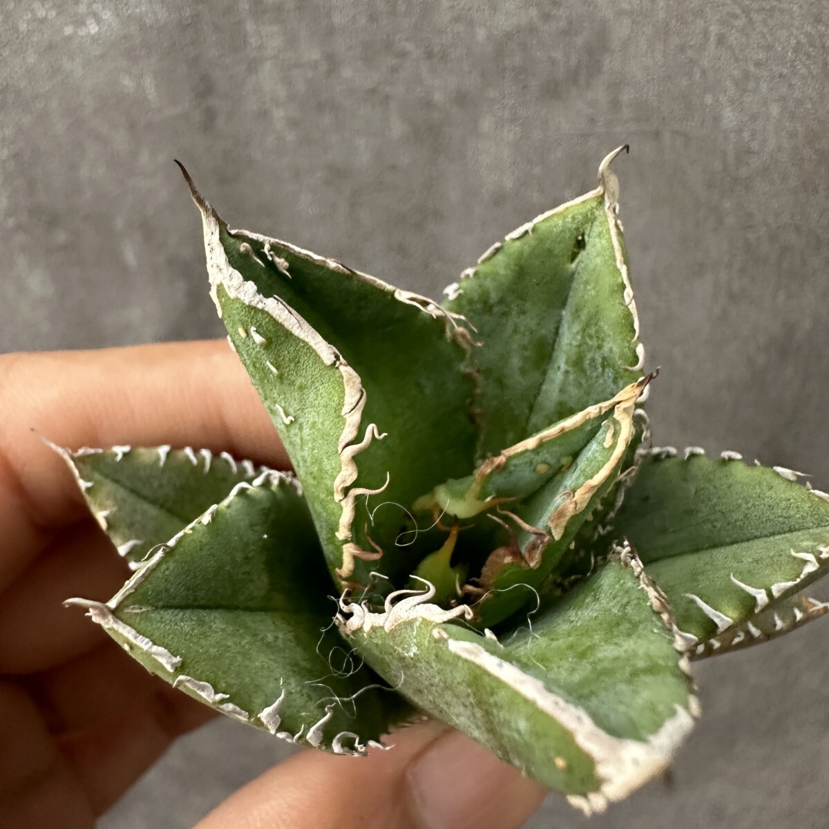Q15 多肉植物アガベ チタノタ 鰐亀極上子株 TC株