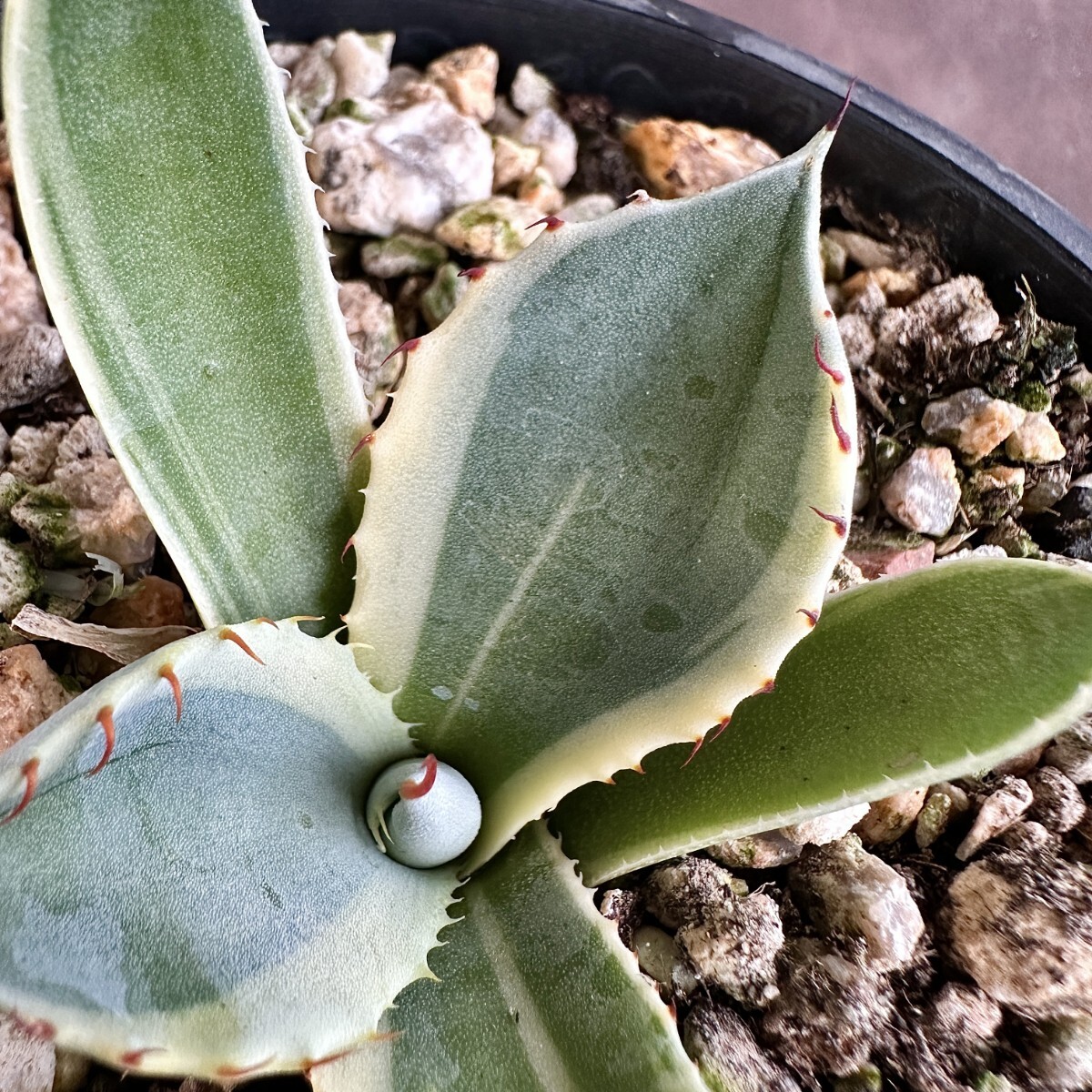 Lj_plants W424 多肉植物 アガベ パリー トルンカーター Lj_plants W424 多肉植物 アガベ パリー トルンカーター