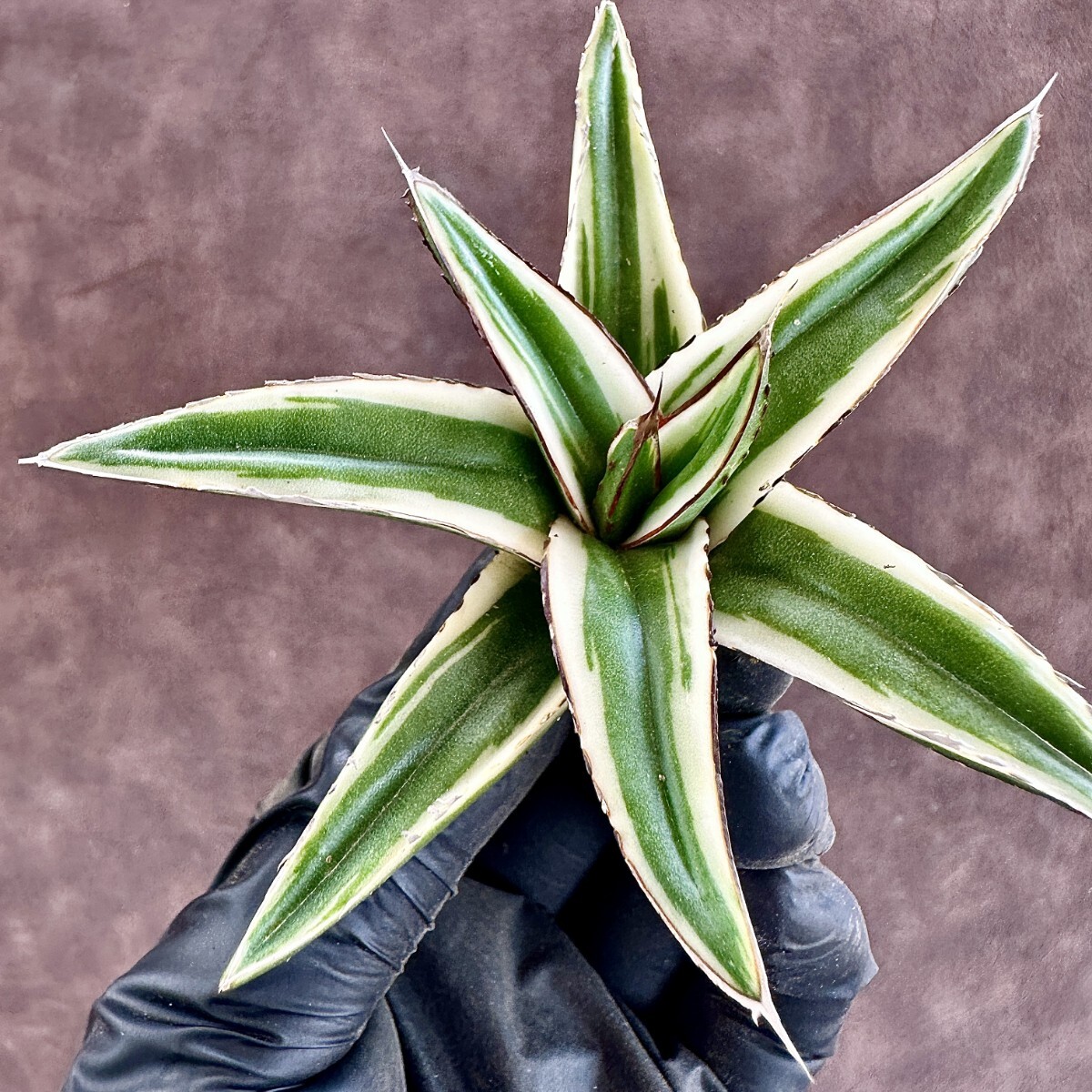Lj_plants W572 多肉植物 アガベ 氷山 覆輪錦 極上美株(アガベ Lj_plants W572 多肉植物 アガベ 氷山 覆輪錦 極上美株(アガベ