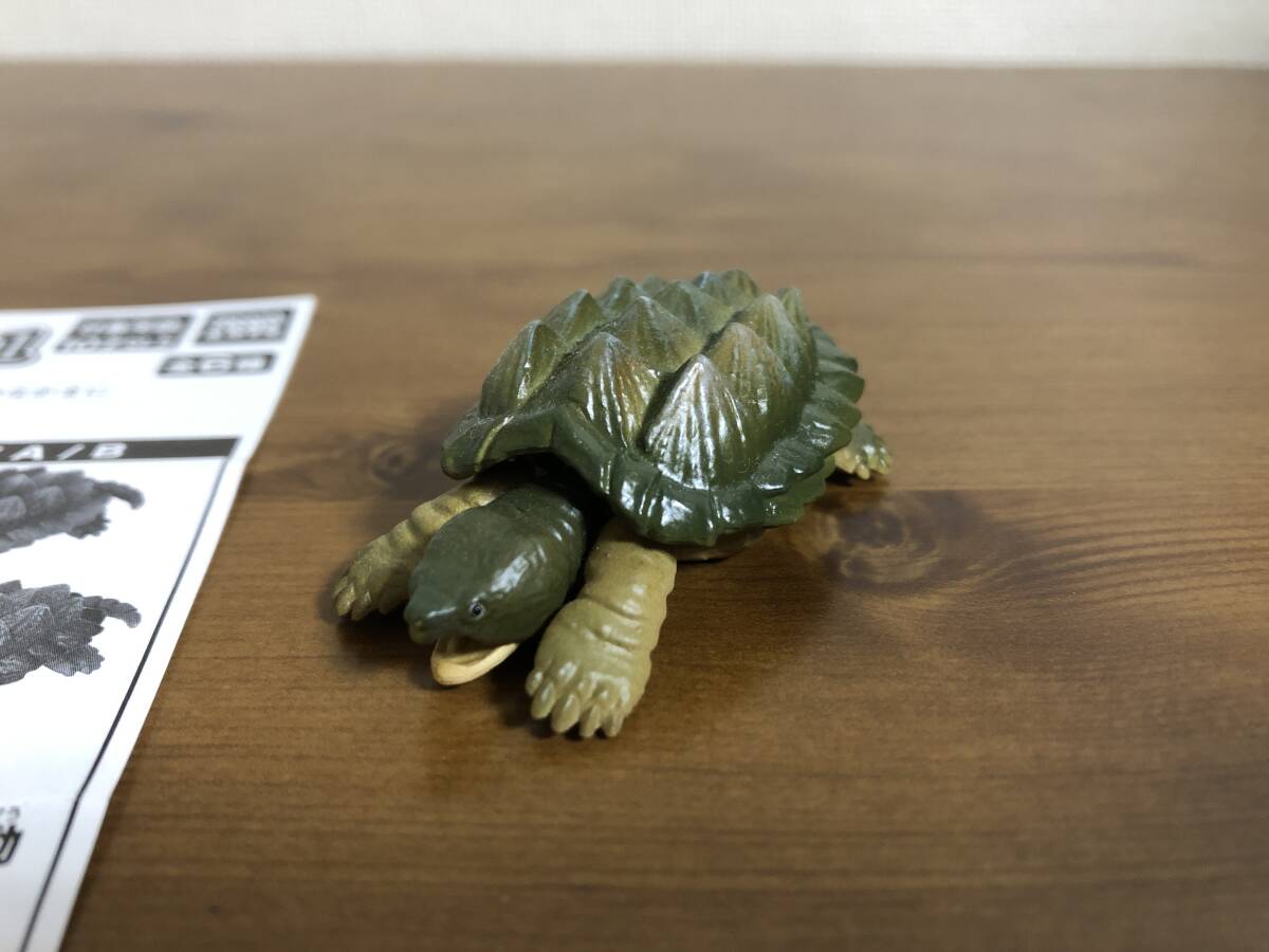世界の亀たち　１　ワニガメ　B ガチャガチャ　カプセルトイ_画像1