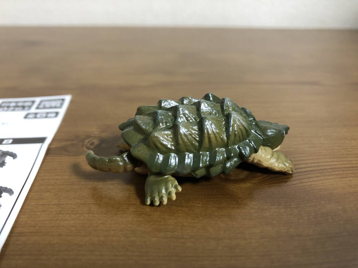 世界の亀たち　１　ワニガメ　B ガチャガチャ　カプセルトイ_画像2