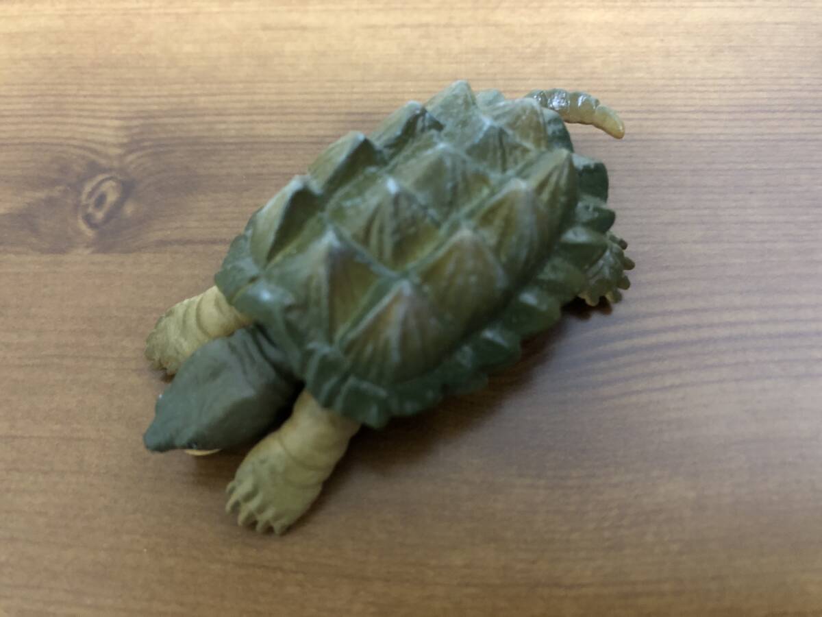 世界の亀たち　１　ワニガメ　B ガチャガチャ　カプセルトイ_画像3