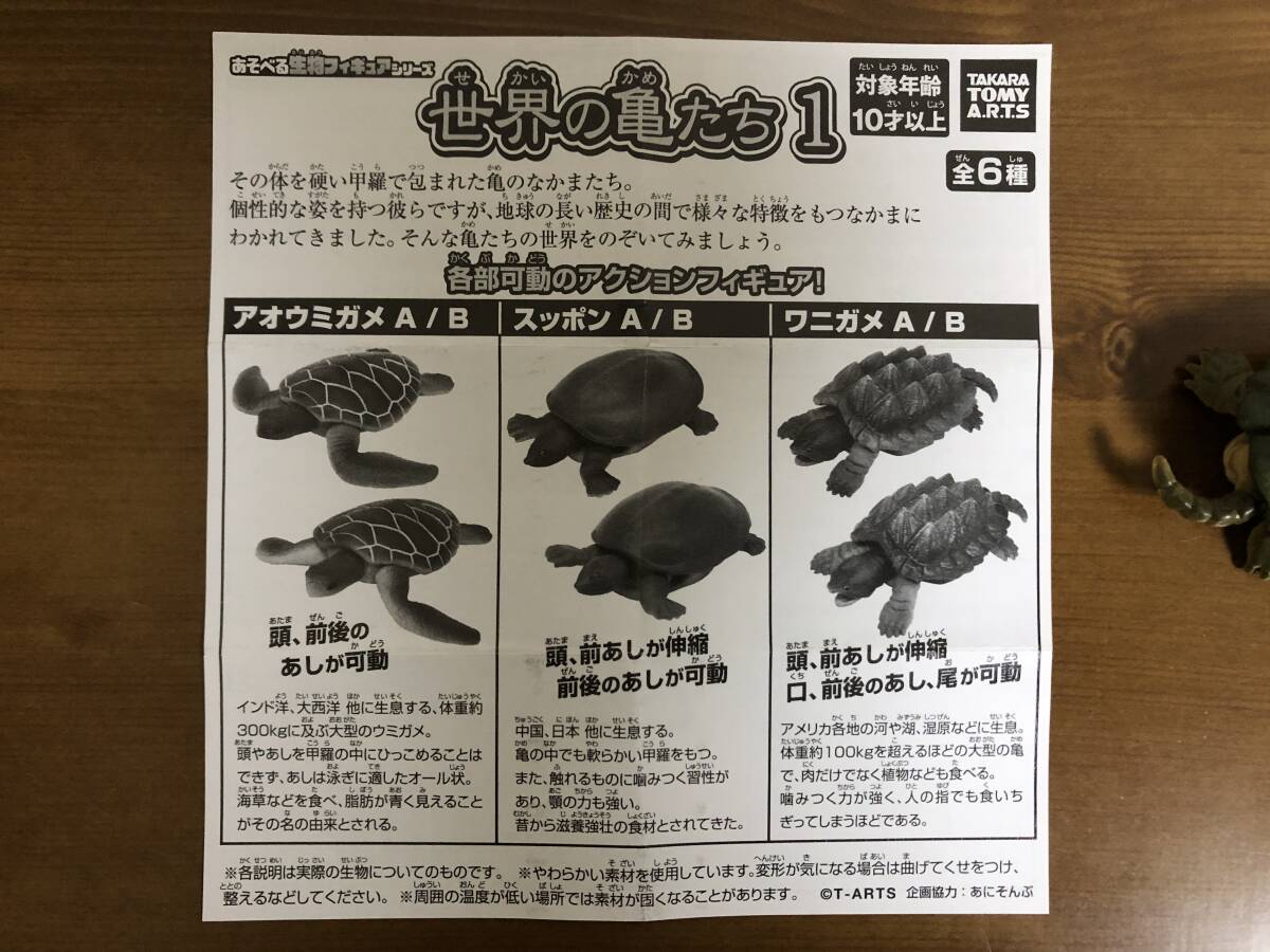 世界の亀たち　１　ワニガメ　B ガチャガチャ　カプセルトイ_画像4
