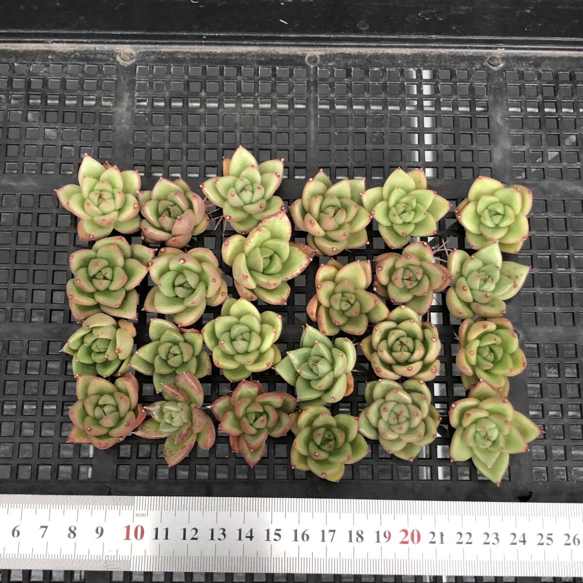 エケベリア24個 0917-K048 マリアhyb 多肉植物 カット苗 寄植え