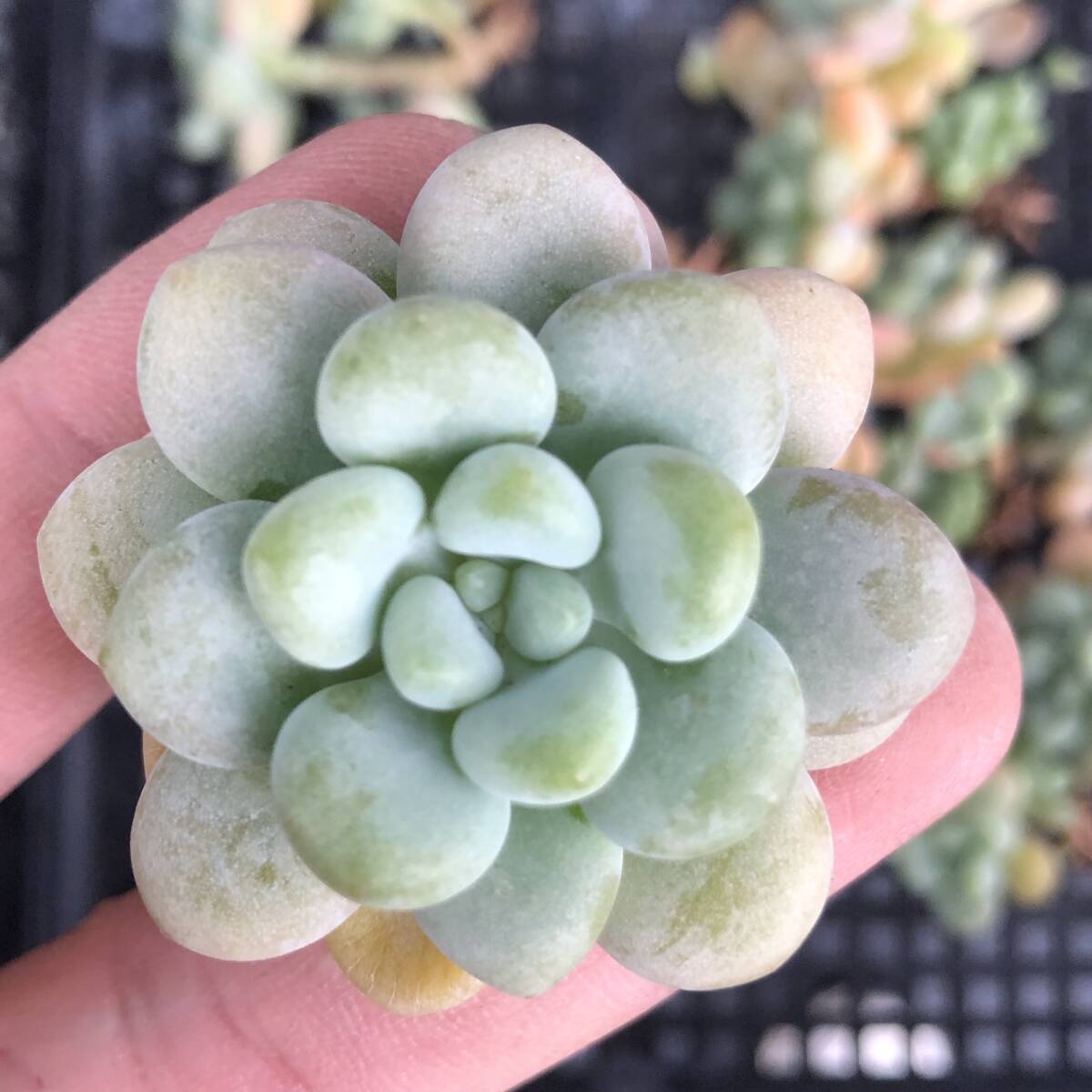 エケベリア10個 0917-K092 キャビア 多肉植物 カット苗 寄植え エケベリア10個 0917-K092 キャビア 多肉植物 カット苗 寄植え