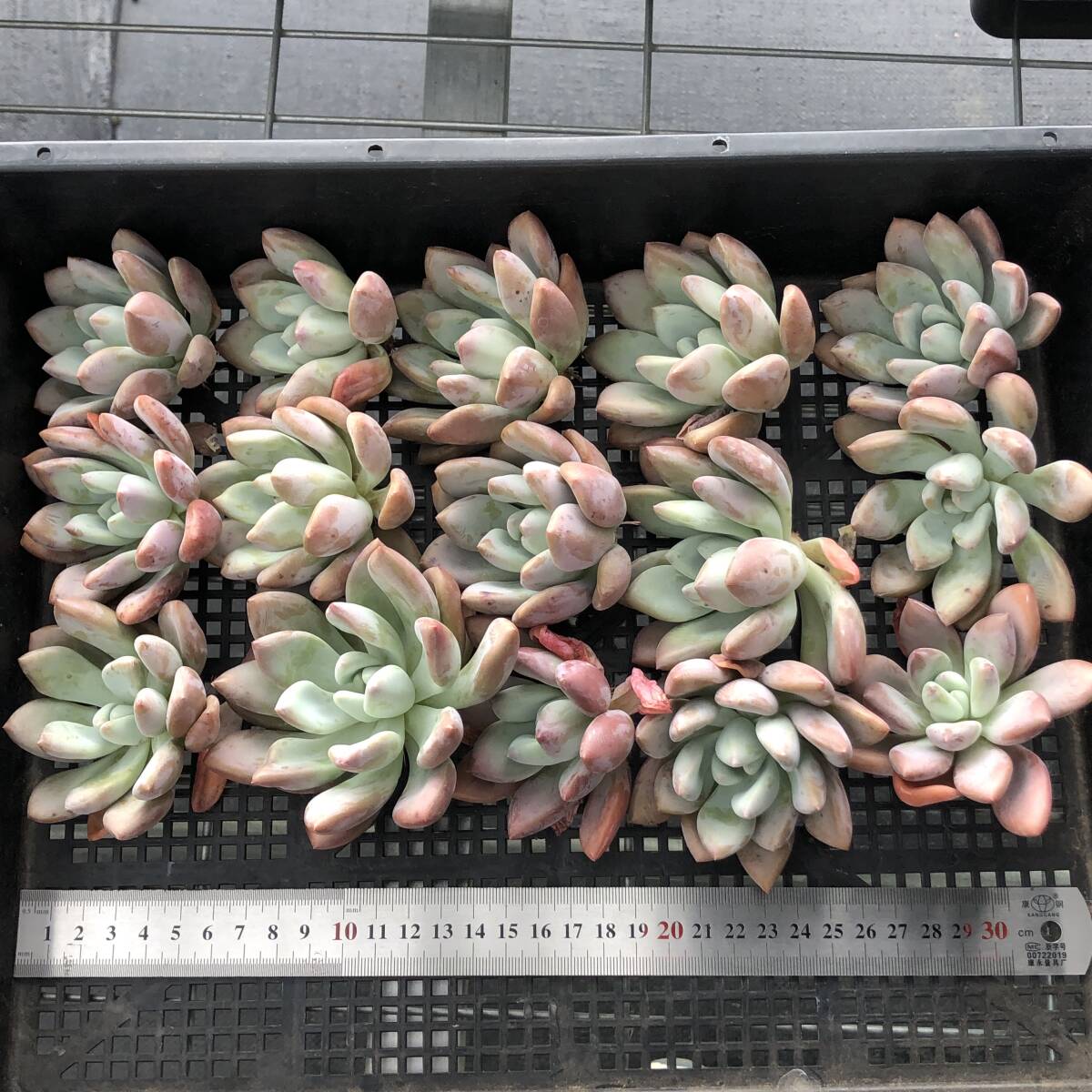エケベリア15個 0924-K075 オパリナ 多肉植物 カット苗 寄植え エケベリア15個 0924-K075 オパリナ 多肉植物 カット苗 寄植え